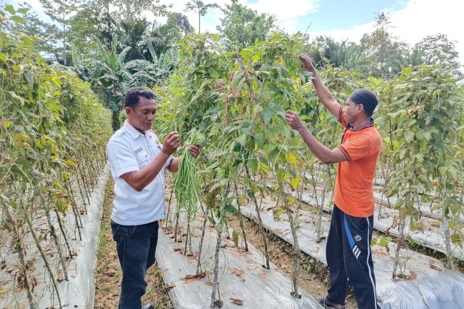 Semakin Produktif, Lapas Piru Kembali Panen Kacang Panjang Dukung Ketahanan Pangan