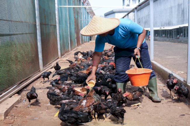 Lapas Cibinong Berdayakan Warga Binaan lewat Pelatihan Peternakan