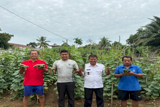 Lapas Muara Tebo Panen 20 Kg Mentimun di Kebun SAE