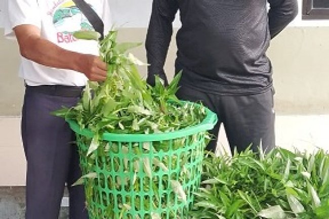 LPKA Medan Tanamkan Kemandirian Anak Binaan lewat Pertanian