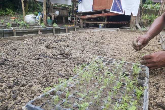Lapas Ambon Kembangkan Kebun Wortel Dukung Ketahanan Pangan