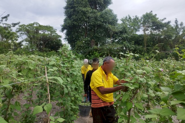 Pembinaan Kemandirian Sukses, Warga Binaan Lapas Namlea Panen 55 Kg Buncis