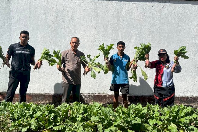 Lapas Atambua Panen Lobak, Berdayakan Warga Binaan dengan Keterampilan