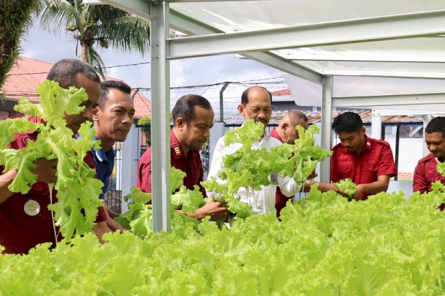 Lapas Ambon Kembali Panen 21 Kg Selada Hidroponik