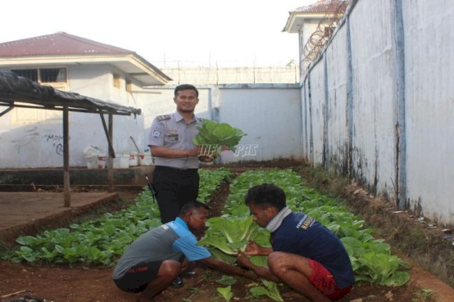 Lapas Saumlaki Panen 193 Kantong Kangkung dan Sawi untuk Ketahanan Pangan