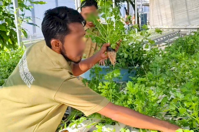 Panen Seledri Hidroponik di Lapas Banjarmasin, Warga Binaan Belajar Mandiri