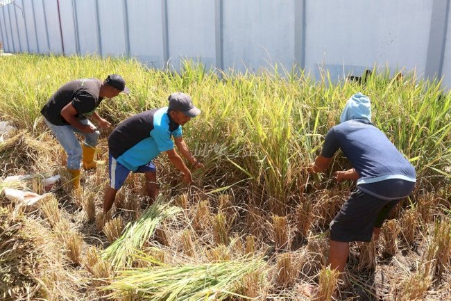 Panen Padi Warga Binaan Lapas Garut, Menanam Harapan Menuai Kemandirian