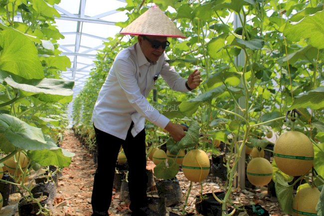 Lapas Banyuasin Panen 1 Ton Melon Inthanon, Bukti Nyata Pembinaan Kemandirian