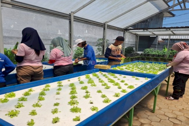 Dukung Program Ketahanan Pangan, Lapas Perempuan Palembang Gencarkan Budidaya Hidroponik