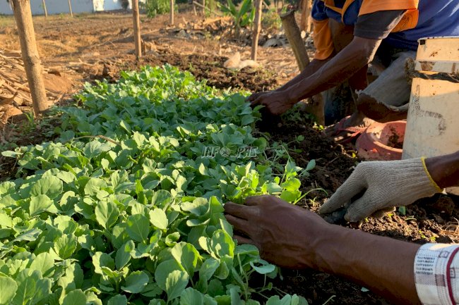 Lapas Atambua Libatkan 20 Warga Binaan Tanam Kol & Brokoli di Lahan 2 Hektare