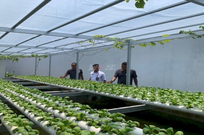 Hijau di Balik Tembok: Cerita Tanaman Hidroponik Lapas Cilacap
