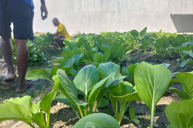 Produk Pertanian Lapas Namlea Kian Diminati Pasar Lokal