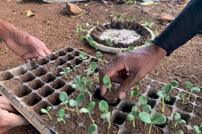 Dari Sel ke Kebun, Warga Binaan Lapas Atambua Jadi Petani Semangka