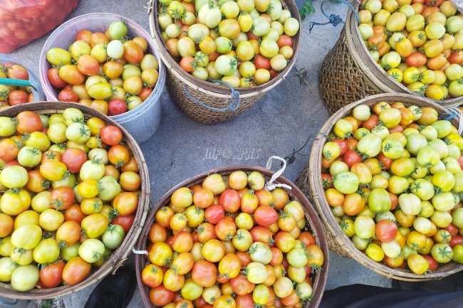 Lapas Namlea Panen 350 Kg Tomat, Bukti Konsistensi Program Ketahanan Pangan