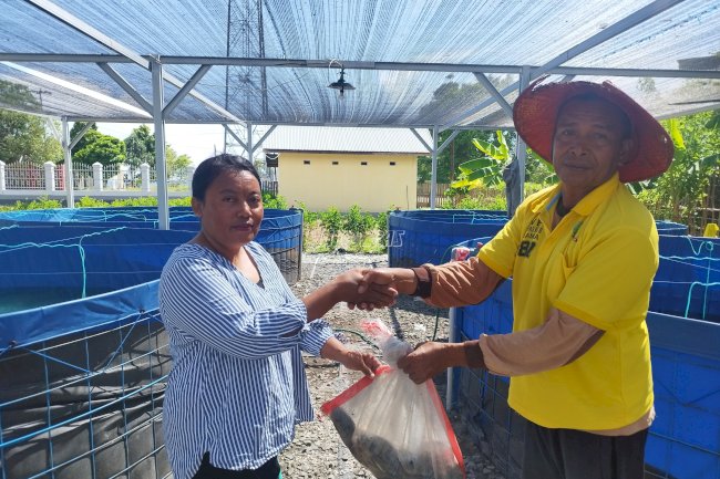 Panen Perdana Bioflok, Ikan Nila Lapas Namlea Diserbu Warga