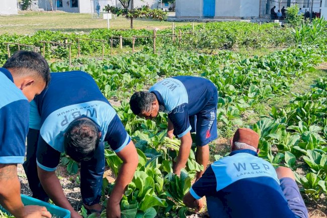 Hijau di Balik Tembok, Lapas Luwuk Panen Sawi Segar