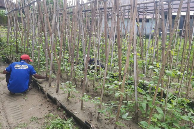 Dukung Kemandirian, Warga Binaan Lapas Ambon Geluti Pertanian Kacang Panjang