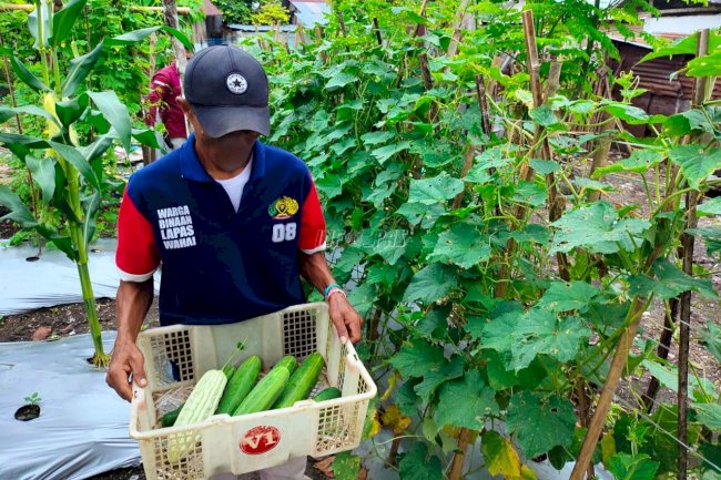 Sukses Berkebun, Warga Binaan Lapas Wahai Panen Pare dan Mentimun