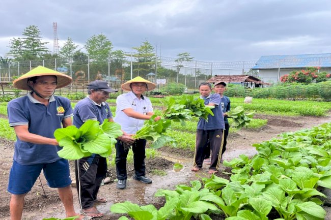 Lapas Piru Kembali Panen Sayuran, Hasil Kebun Suplai Pedagang Lokal