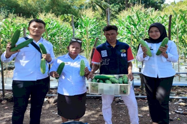 Hasil Kerja Keras, Warga Binaan Lapas Wahai Panen Mentimun dan Pare Berkualitas