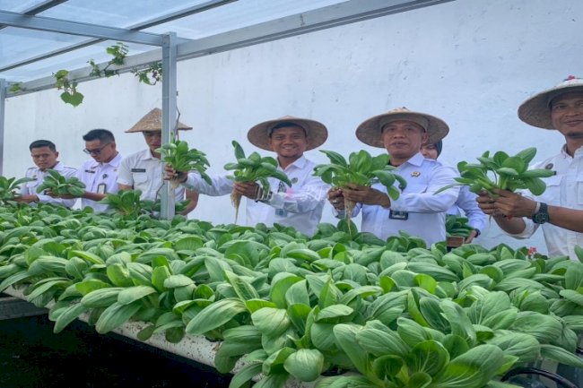 Lapas Cilacap Panen Pakcoy, Buktikan Keterbatasan Lahan Tak Lagi Jadi Hambatan