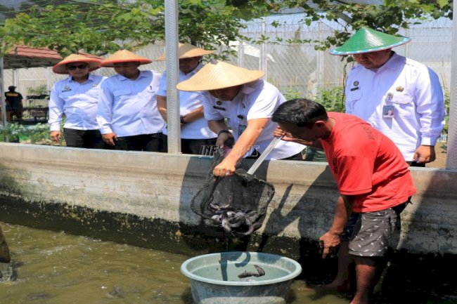 Lapas Pemuda Madiun Panen 40 Kg Ikan Lele, Wujudkan Kemandirian dan Ketahanan Pangan 