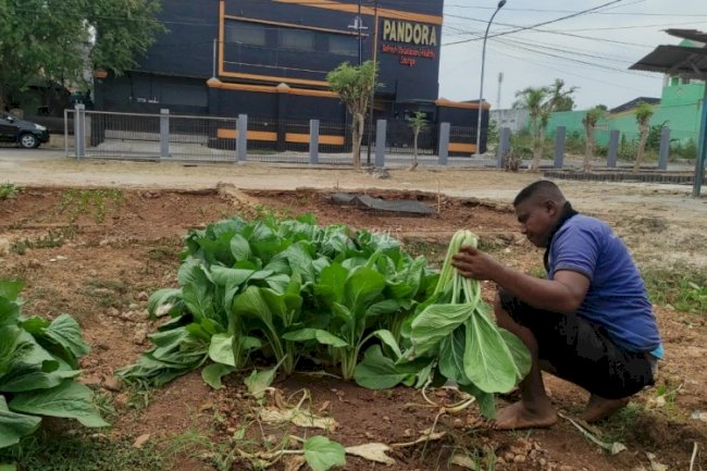 75 Kg Hasil Panen Sawi Lapas Kupang Diminati Tengkulak