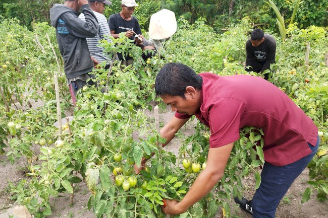 Panen Keempat, Lapas Namlea Hasilkan 340 Kg Tomat dari Lahan SAE