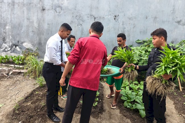 Warga Binaan Lapas Wonreli Panen Sayuran dari Lahan Kemandirian
