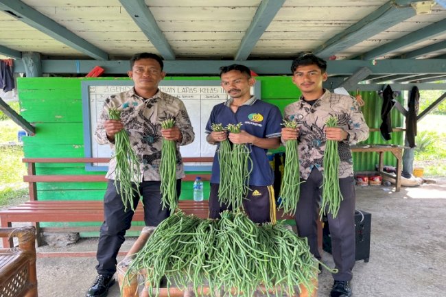 Warga Binaan Lapas Piru Panen Kacang Panjang Hasil Pembinaan Kemandirian