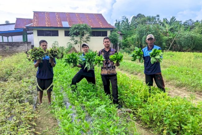 Lewat Pola Tanam Berjenjang, Lapas Tolitoli Panen Sayuran Setiap Hari