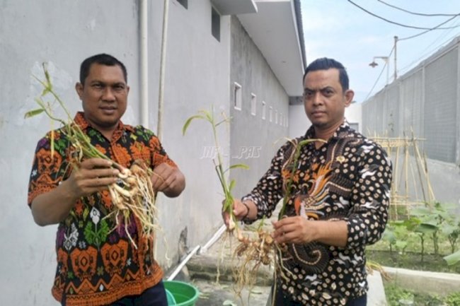 Sukseskan Ketahanan Pangan, LPKA Palu Nikmati Hasil Panen Terong dan Jahe