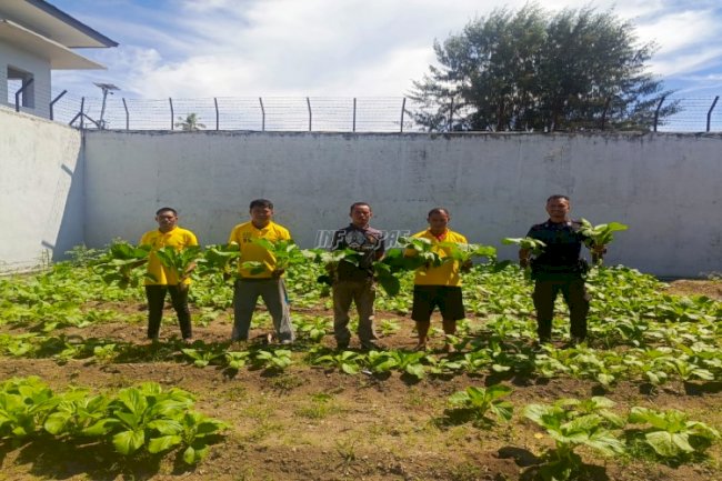 Bukti Sukses Ketahanan Pangan, Lapas Namlea Panen 1.000 Jagung dan 50 Ikat Sawi 