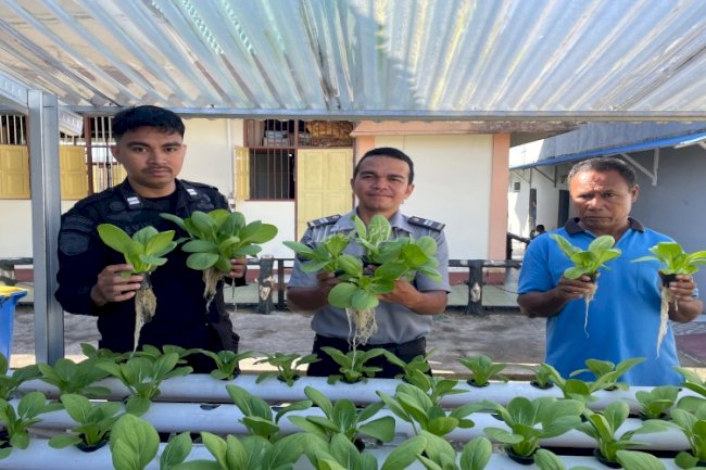 Rutan Ambon Panen Sayur Pakcoy, Langkah Nyata Menuju Swasembada Pangan