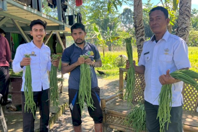 Lapas Piru Panen 88 Ikat Kacang Panjang dari Kebun Warga Binaan