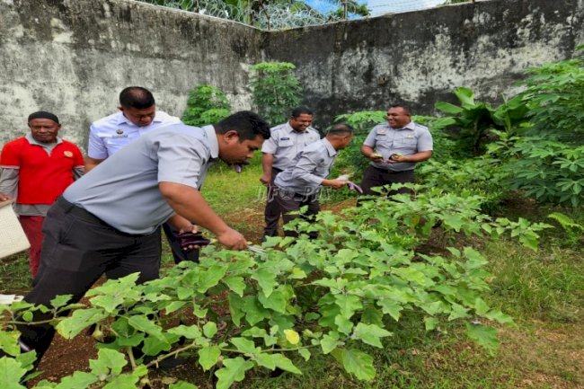Warga Binaan Lapas Tual Panen Raya Kangkung dan Terong 