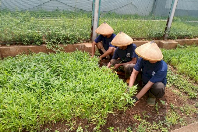 Semakin Produktif, Program Napi Berkebun Lapas Cipinang Panen 120 Kg Sayuran
