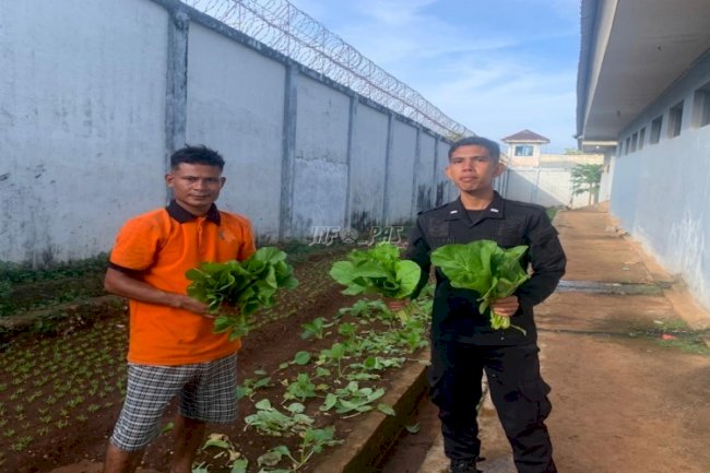 Hijaukan Lapas, Warga Binaan Lapas Saumlaki Panen Sawi Segar