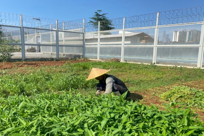 Lapas Kelas I Tangerang Panen 60 Kg Kangkung Air, Aksi Nyata Dukung Ketahanan Pangan