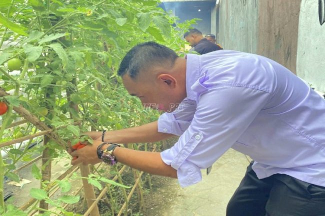 Skala Kecil-Manfaat Besar, Panen Tomat di Lapas Wahai Penuhi Kebutuhan Dapur