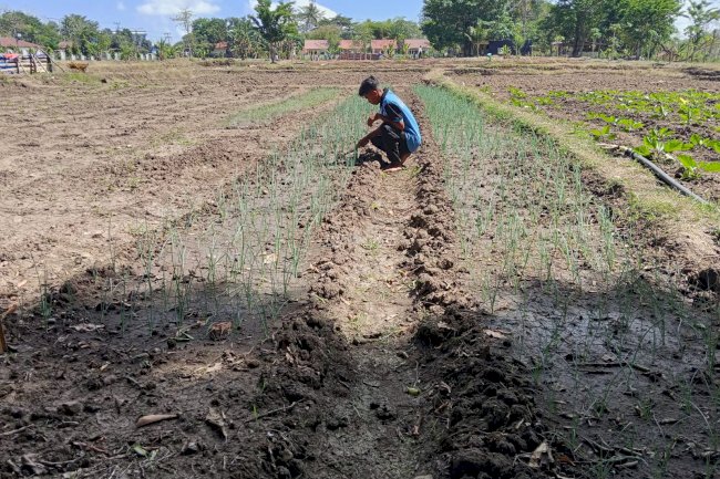 Bawang Merah Jadi Komoditas Baru, Lapas Atambua Dorong Diversifikasi Hortikultura
