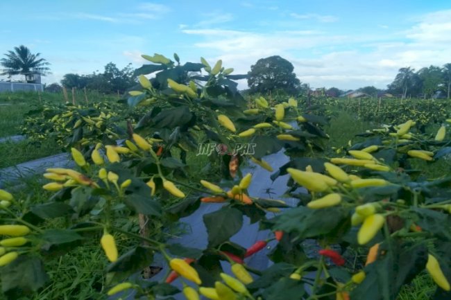 Rutan Masohi Panen Cabai, Bukti Nyata Dukung Swasembada Pangan