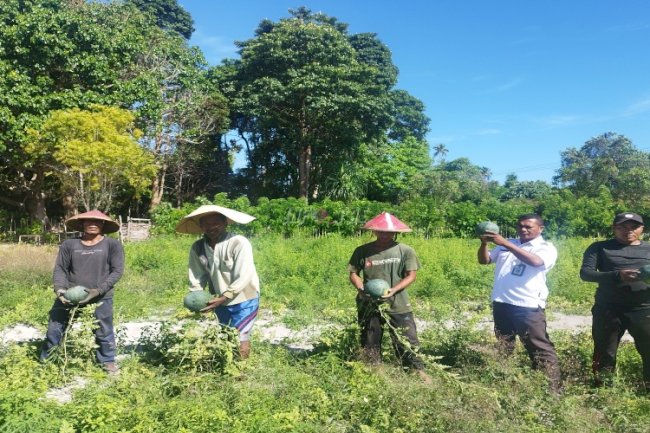 Panen Semangka, Kunci Sukses Ketekunan dan Keterampilan Warga Binaan Lapas Namlea 