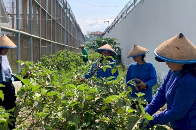 Sukses Bina Warga Binaan, Lapas Perempuan Palu Panen 25 Kg Terong 