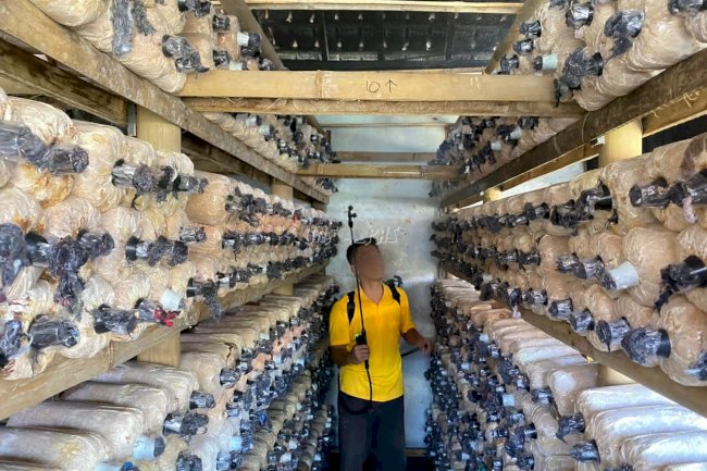 Kanwil Ditjenpas Jateng Dukung Inovasi Budidaya Jamur Kuping di Lapas Magelang