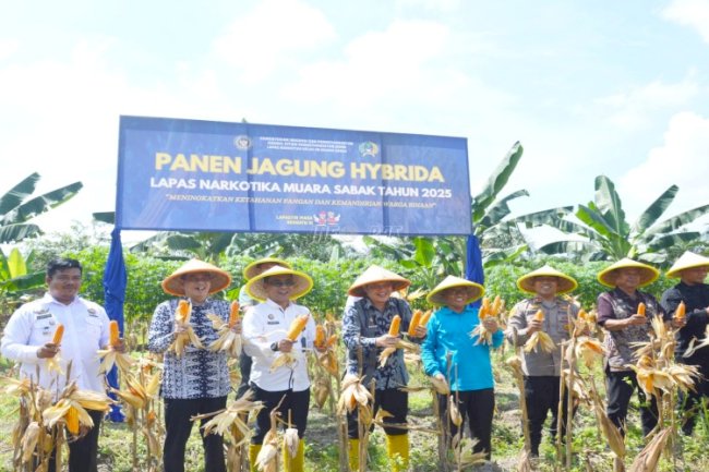 Lapas Narkotika Muara Sabak Panen Raya Jagung Hibrida, Hasilkan Panen Melimpah