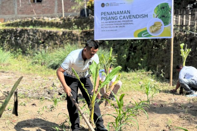 Optimalkan Lahan Produktif, Rutan Sinjai Tanam Pisang Cavendish dan Panen Jagung