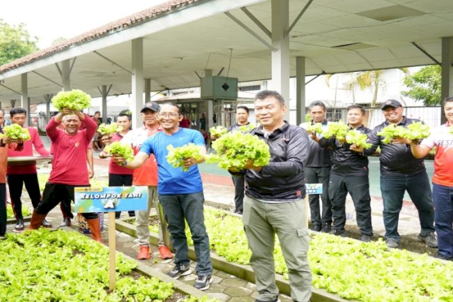 Dukung Ketahanan Pangan, Lapas Besi Panen Selada dan Sawi Hasil Program Small Holding