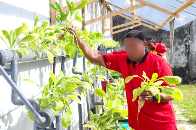 Panen Sawi Sinta, Bukti Pembinaan Produktif Warga Binaan Lapas Tual