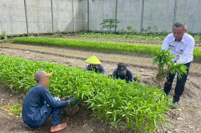 Kangkung Tumbuh Subur di Lapas Piru, Bukti Nyata Pembinaan Kemandirian